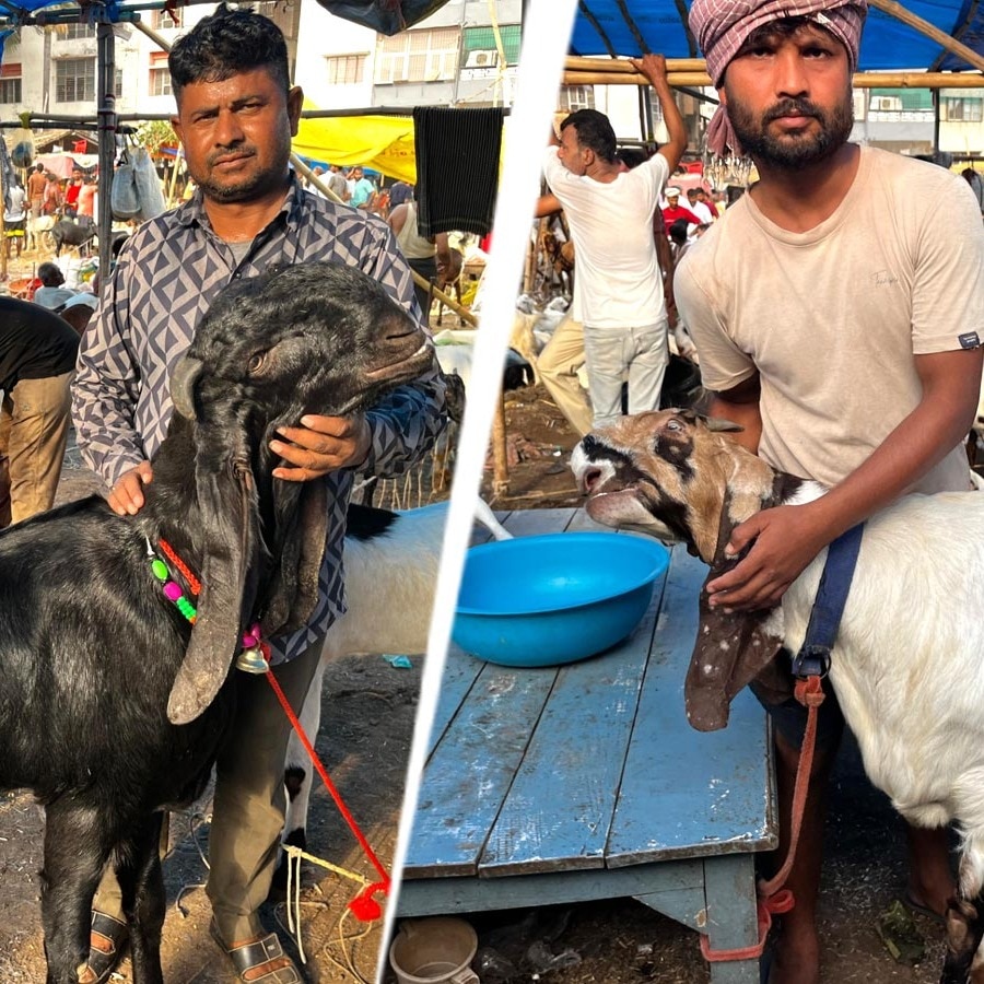 Salman for Rs 2.4 lakh, Sultan for Rs 1.8 lakh: Meet star goats at Patna Eid market