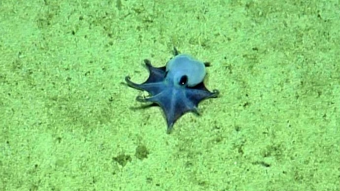 Scientists discover new tiny blue octopus 6,000 feet beneath the ocean