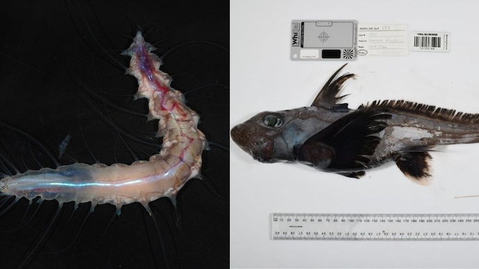 Scientists just found 1,121 new ocean species in a year, including a ghost shark and a carnivorous death ball sponge. The deep sea keeps getting stranger. (Photo: The Nippon Foundation-Nekton Ocean Census)