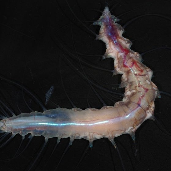 Ghost sharks, death ball sponges: 1,100 new species discovered hiding in oceans - India Today