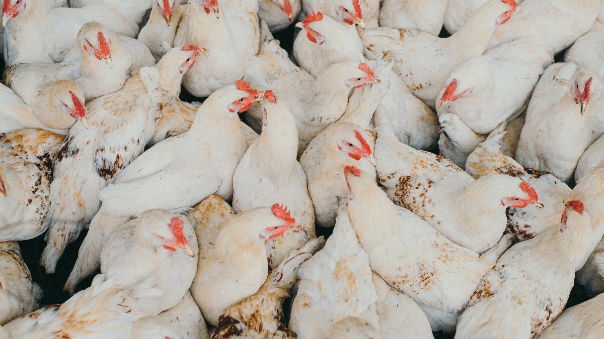 Several chickens are pictures at a poultry farm in a congested space. (Photo: Unsplash) Several chickens are pictures at a poultry farm in a congested space. (Photo: Unsplash)