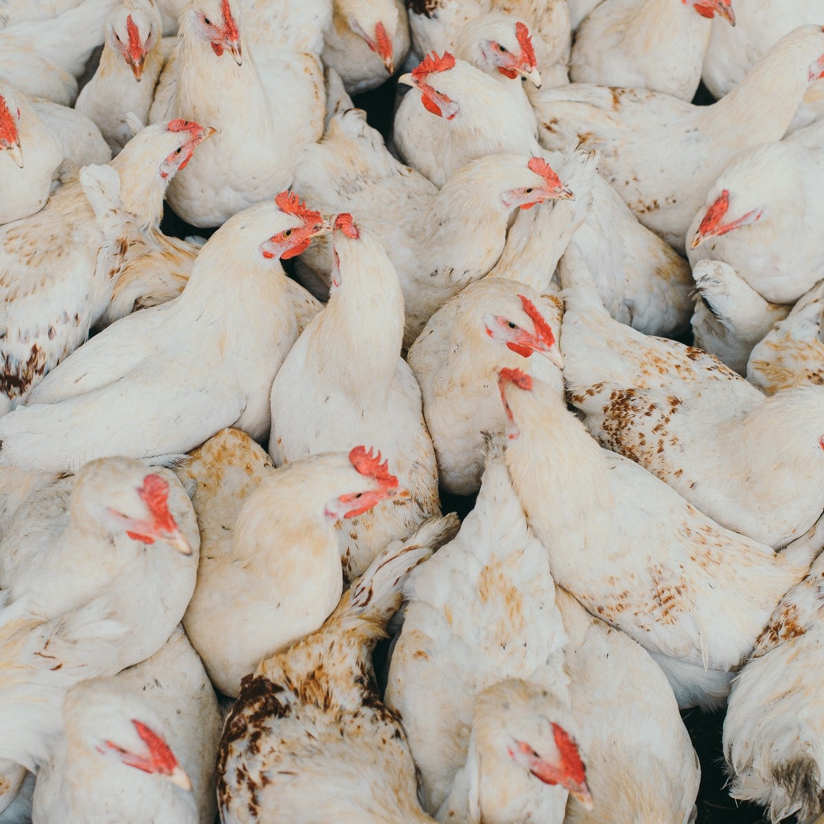 Not bird flu: What killed 5,300 chickens in Odisha's poultry farm?