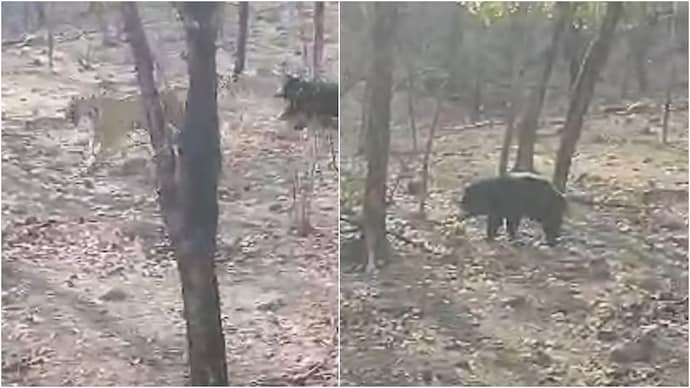 Sloth bear chasing tiger in Ranthambore proves anything can happen in wild (Photos: Ranthambhore National Park/Instagram) Sloth bear chasing tiger in Ranthambore proves anything can happen in wild