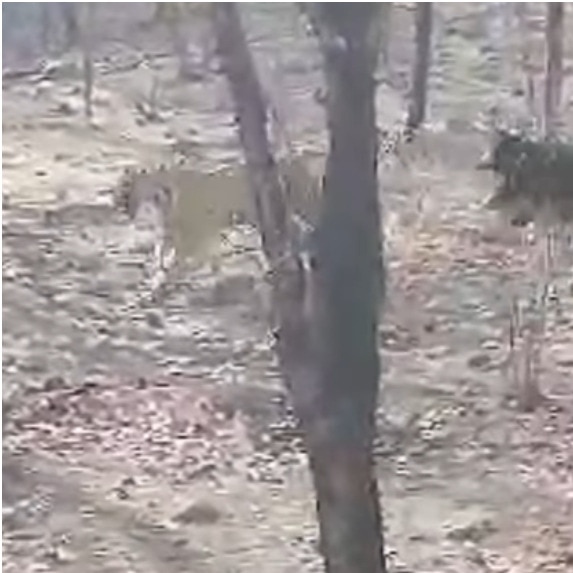 Sloth bear chasing tiger in Ranthambore proves anything can happen in wild