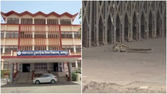 Squirrel bites over 18 people at Udaipur university, then vanishes without a trace Squirrel bites over 18 people at Udaipur university, then vanishes without a trace
