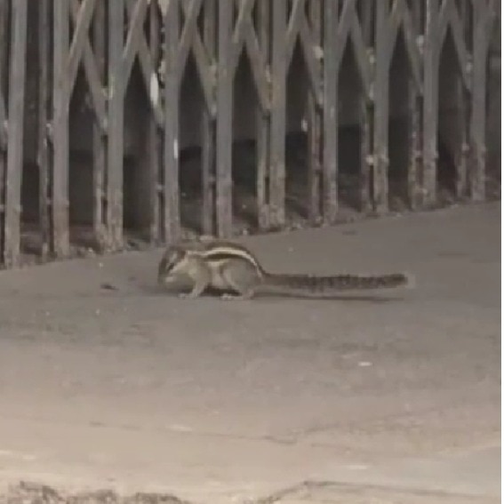 Squirrel bites over 18 people at Udaipur university, then vanishes without a trace