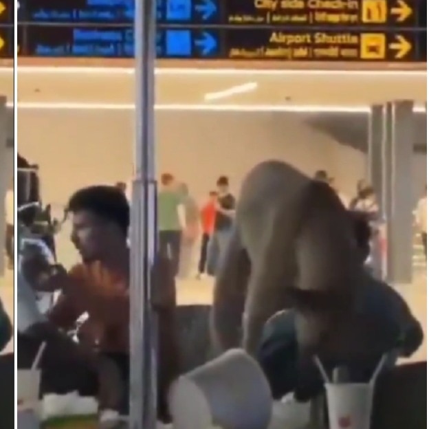 Stray dog eats leftovers on table inside Hyderabad airport. Authorities react
