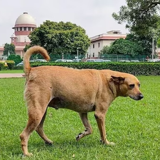 Supreme Court on Stray Dogs Issue