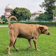 Supreme Court on Stray Dogs Issue Supreme Court on Stray Dogs Issue