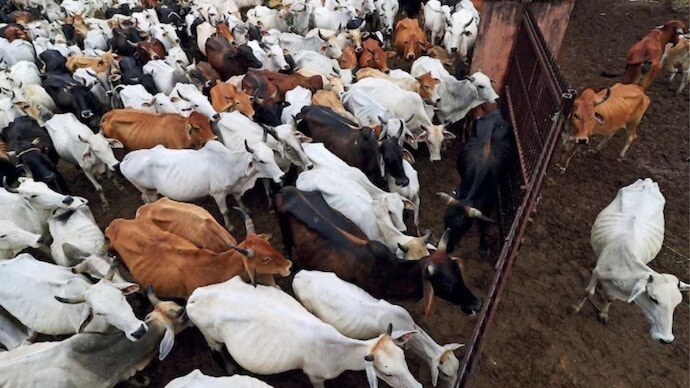 The Calcutta High Court refused to stay the West Bengal government's notification regulating cattle slaughter ahead of Eid-ul-Azha. (Representational Image) The Calcutta High Court refused to stay the West Bengal government's notification regulating cattle slaughter ahead of Eid-ul-Azha. (Representational Image)