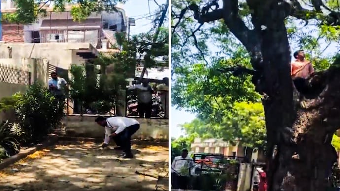 The monkey climbed a nearby tree and began rummaging through the bag. The monkey climbed a nearby tree and began rummaging through the bag.