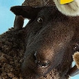 The Sheep Detectives The Sheep Detectives