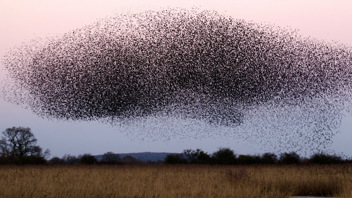 A large flock of birds fly together in India. (Photo: Unsplash) There's an invisible highway above our heads. It's older than human civilisation