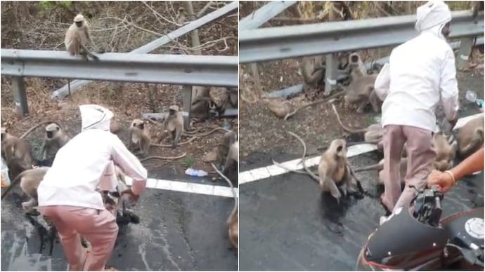 Thirsty monkeys stop bus in Maharashtra, passengers offer them water Thirsty monkeys stop bus in Maharashtra, passengers offer them water