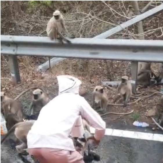 Thirsty monkeys stop bus in Maharashtra, passengers offer them water amid heatwave