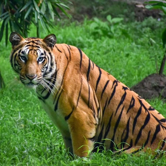 The tigress is missing, her cubs are dead: A forest on edge in Uttarakhand