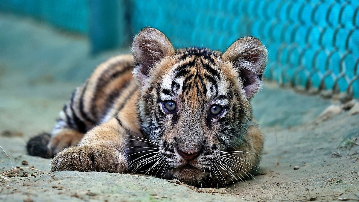 Tiger siblings poisoned, paws severed in shocking Uttarakhand wildlife crime