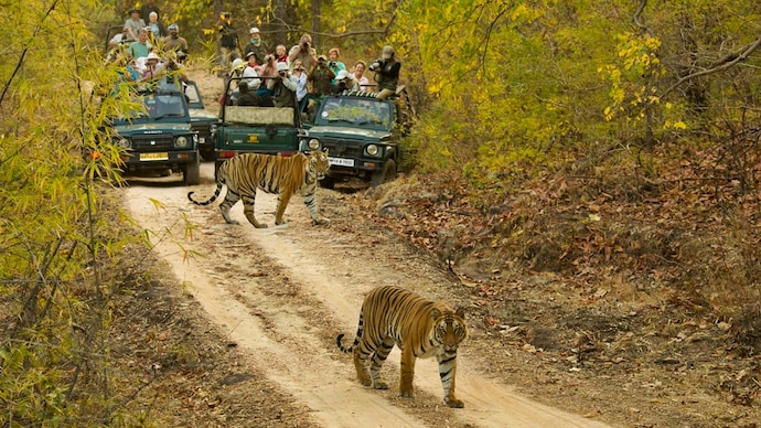 Bengal Tiger crossing road with tourist observing in Bandhavgarh National Park, Madhya Pradesh. (Photo: Getty) Tiger tourism India