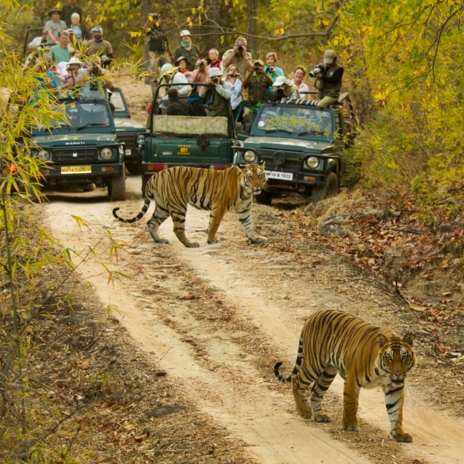 Tigers may look healthy on camera. Inside, tourists are stressing them