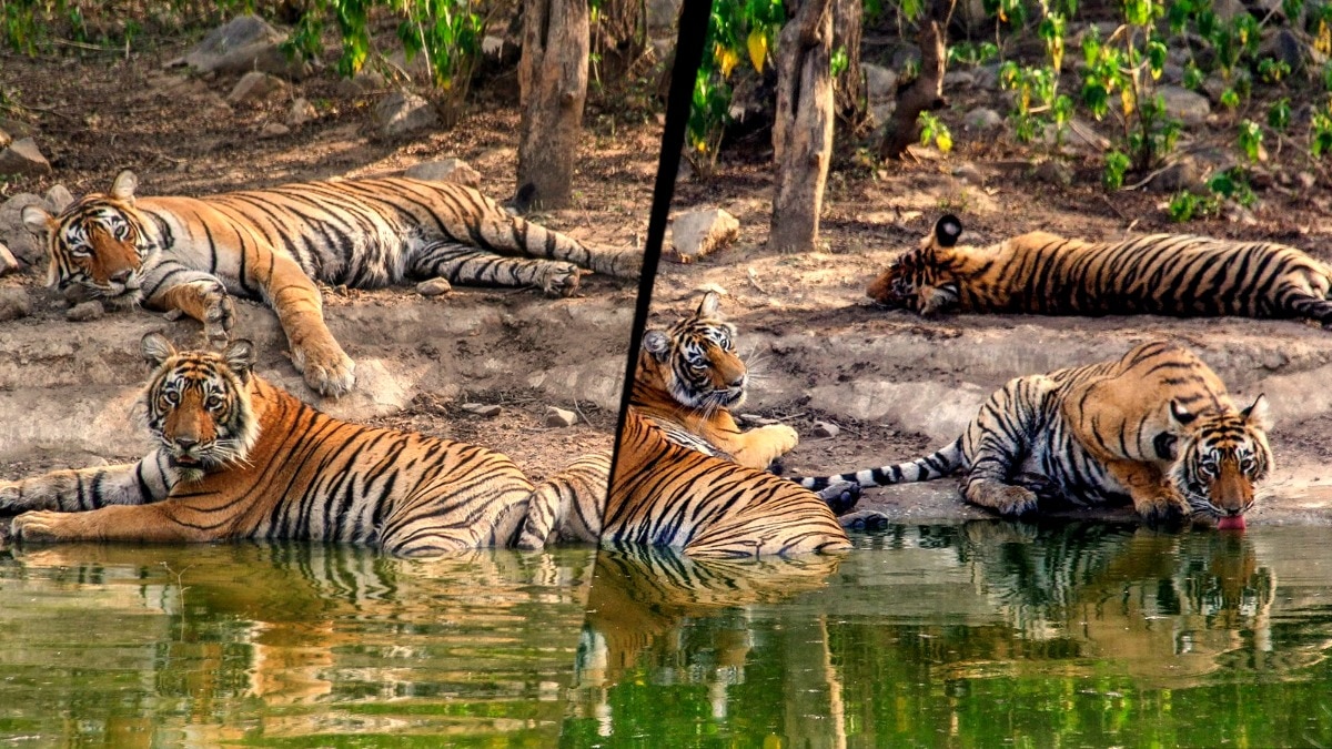 Tigers under threat from dogs? Sariska launches canine vaccination drive