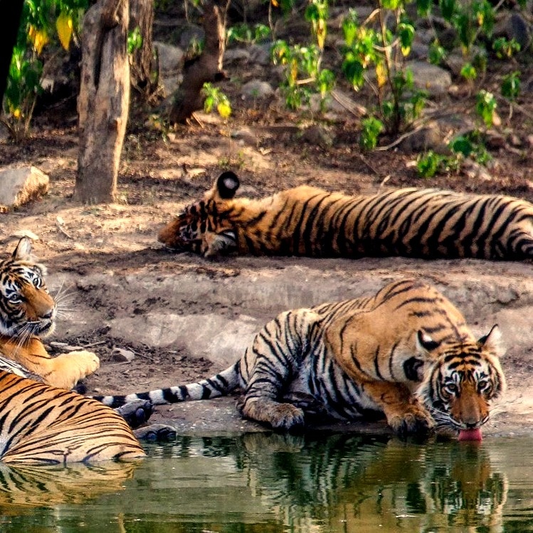Tigers at Rajasthan Reserve