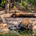 Tigers at Rajasthan Reserve Tigers at Rajasthan Reserve