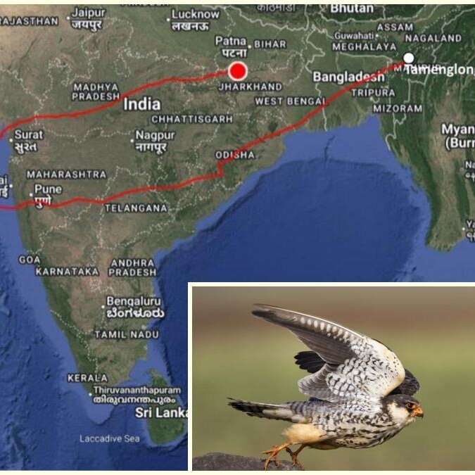 From Somalia to Bihar: Amur Falcon flies non-stop 4,750 km in 95 hours