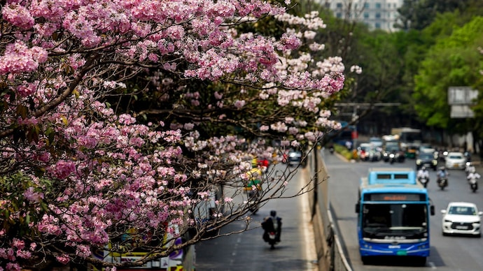 Vehicles move past blooming pink trumpet trees in Bengaluru. (Photo: PTI) Trees cool cities but most poorer countries don't have enough
