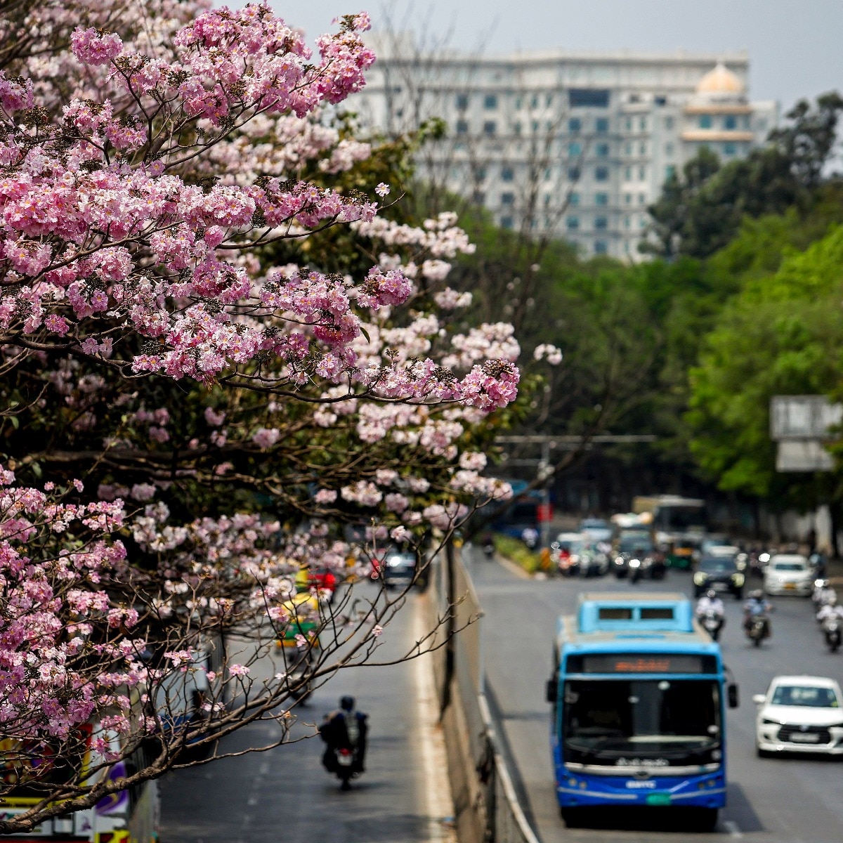 Trees cool cities but places that need them the most don't have enough