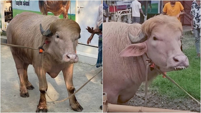 trump buffalo