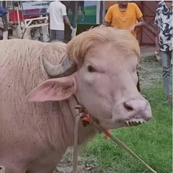 ‘Donald Trump’ buffalo in Bangladesh draws selfies, crowds and laughs