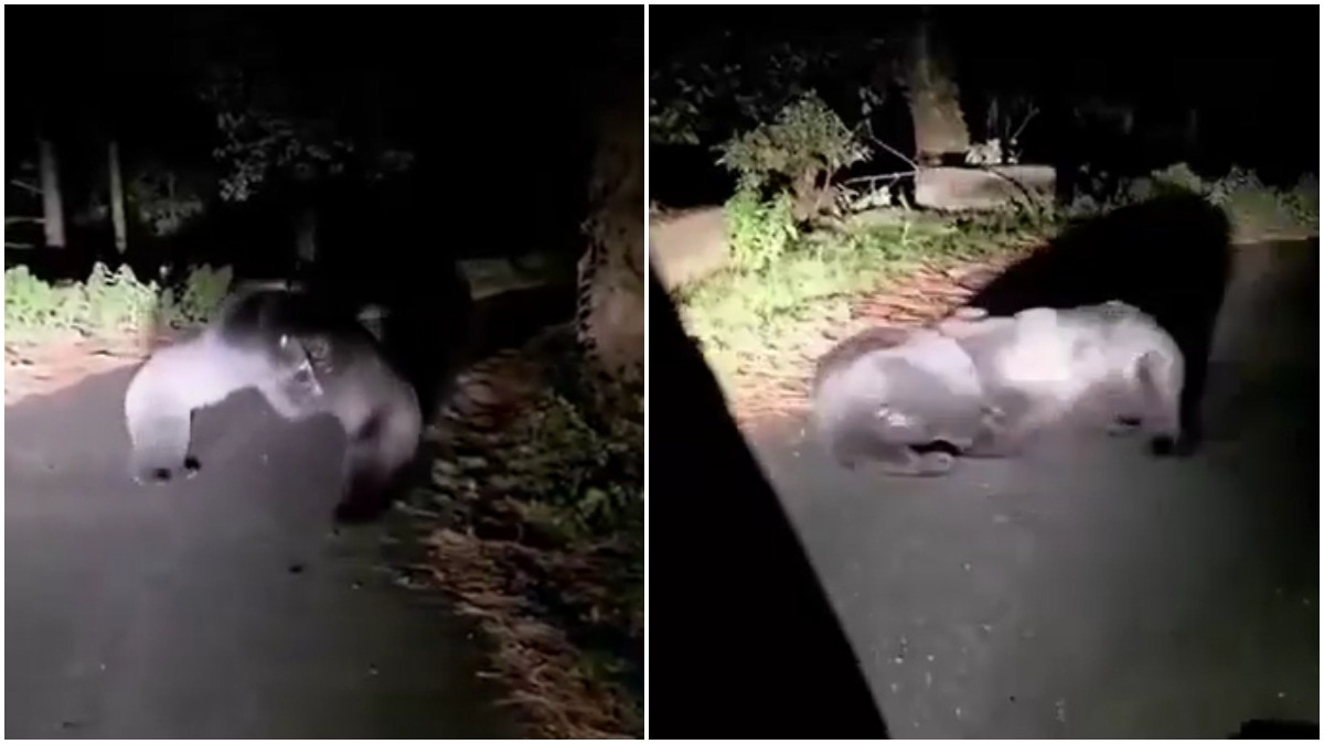 Two bears wrestle on deserted Uttarakhand road late at night Two bears wrestle on deserted Uttarakhand road late at night