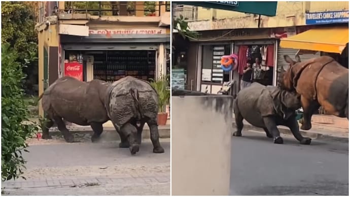 Two rhinos battle it out on Sauraha streets in Nepal (Photos: Krishna Das/Instagram) Two rhinos battle it out on Sauraha streets in Nepal