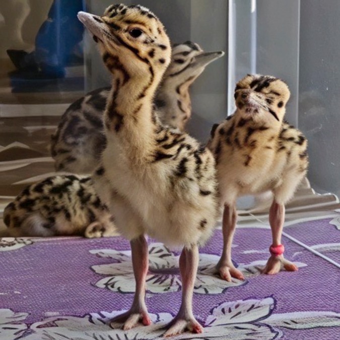Great Indian Bustard chick gone? How Gujarat lost its most critical bird again