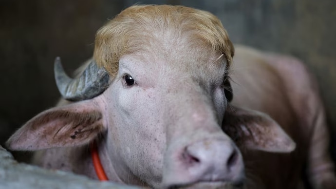 Reuters) Trump buffalo