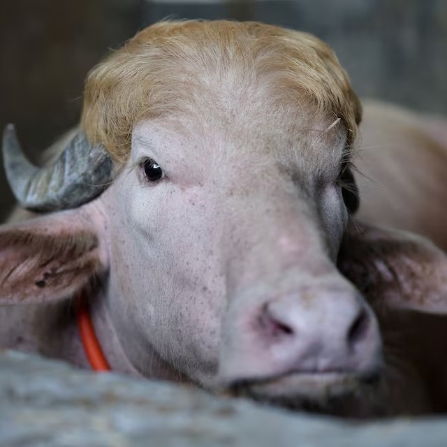 Viral 'Donald Trump' buffalo to be slaughtered on Eid-al-Adha in Bangladesh