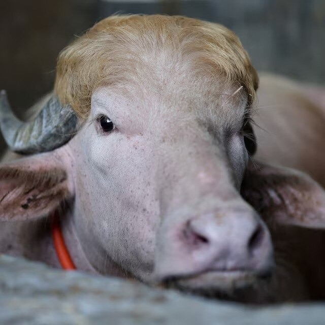 Fame saves 'Trump' buffalo from Eid sacrifice, sent to Bangladesh zoo