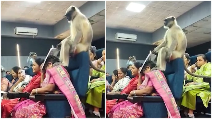 Watch: Monkey walks into class, interrupts teachers’ training at Gujarat university Watch: Monkey walks into class, interrupts teachers’ training at Gujarat university