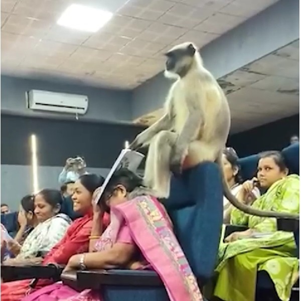 Watch: Monkey walks into class, interrupts teachers’ training at Gujarat university