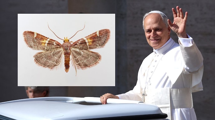 An image of the newly discovered moth species, named after Pope Leo XIV. (Photo: Peter Huemer) What's the hidden message behind a moth being named after the Pope?