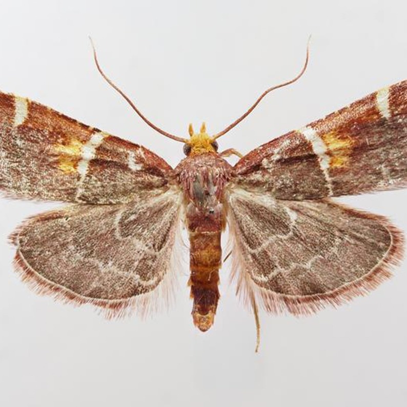 Newly discovered moth named after Pope Leo. There is a reason behind it