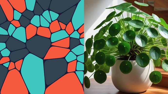 An image showing a Chinese money plant and a Voronoi diagram. (File Photo) Your houseplant has been doing mathematics all this time. Here's how