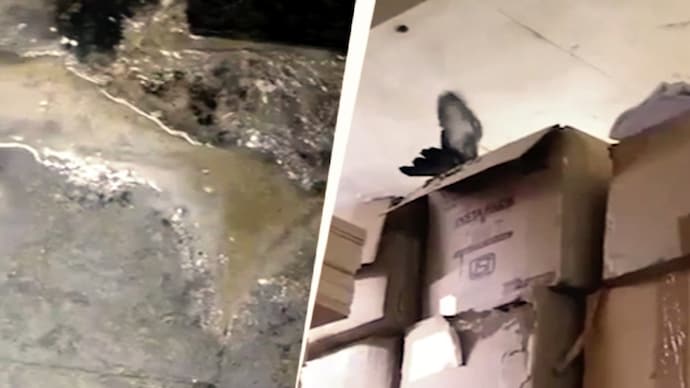 A food safety inspection at a bakery in Hyderabad's Kukatpally uncovered a cockroach infestation and the presence of pigeons in a raw material storage area, prompting authorities to initiate action against the establishment.