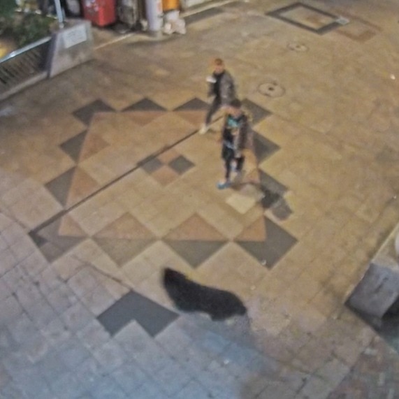Black bear sighting near college forces school closures across Japanese city