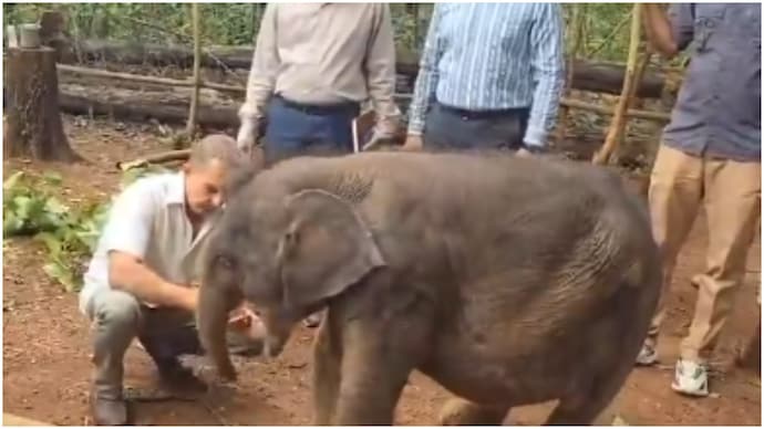Abandoned elephant calf beats odds after rescue in Kerala (Photo: Kirti Vardhan Singh/X) kerala elephant calf rescue