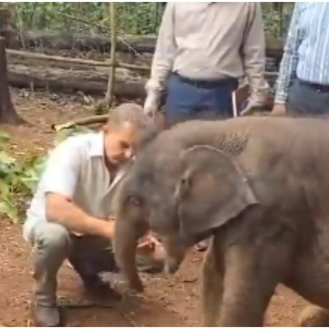 Abandoned elephant calf beats odds after rescue in Kerala, minister shares video