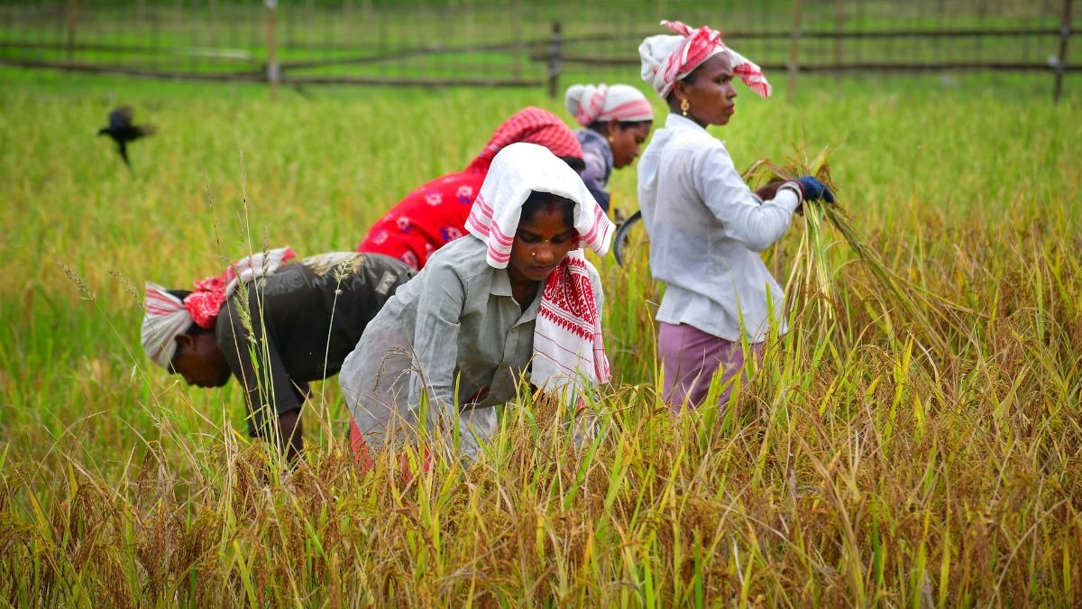 El Nino has hit India: How agriculture shock is likely as farmers brace for impact