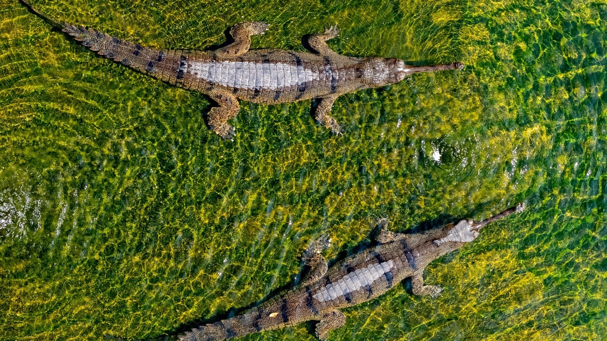 Gharial back from extinction: 31 hatchlings released in Biha