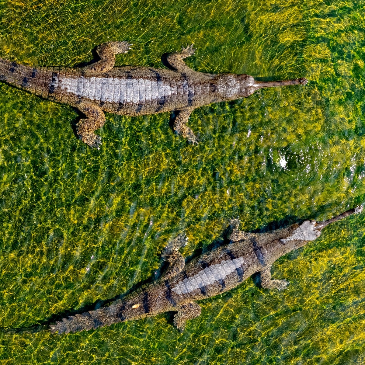 Gharial back from extinction: 31 hatchlings released in Bihar's Gandak river