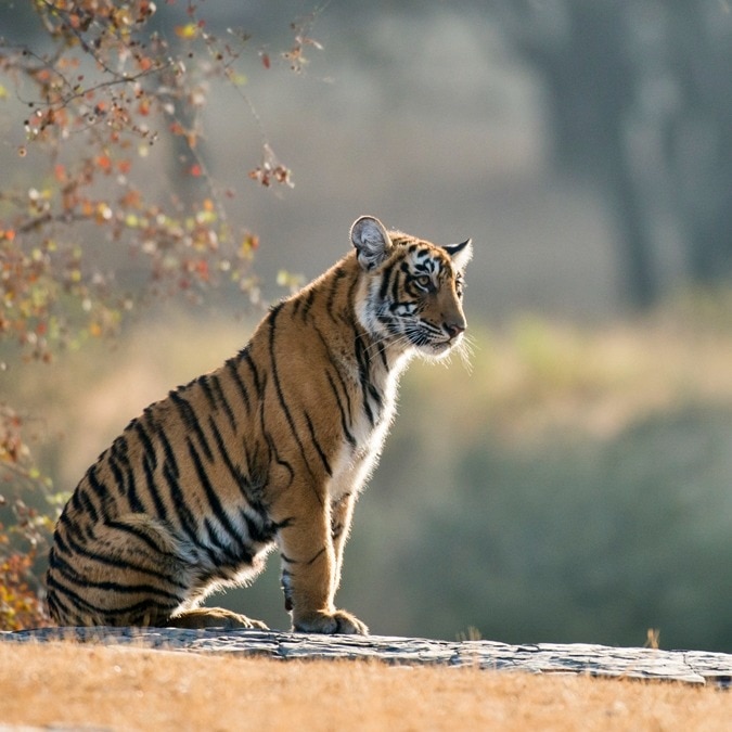 What's the biggest stress for India's tigers? It's not tourists